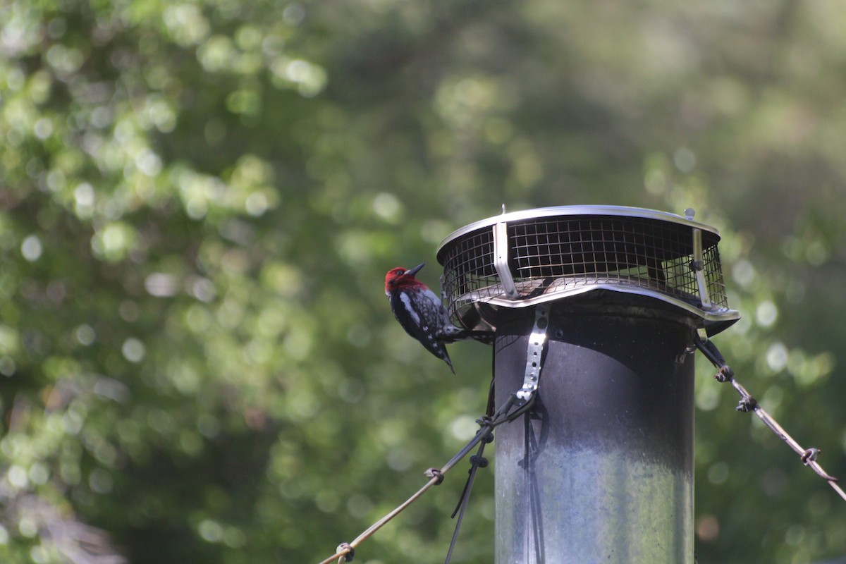 Red-breasted Sapsucker - Joachim Gonzalez