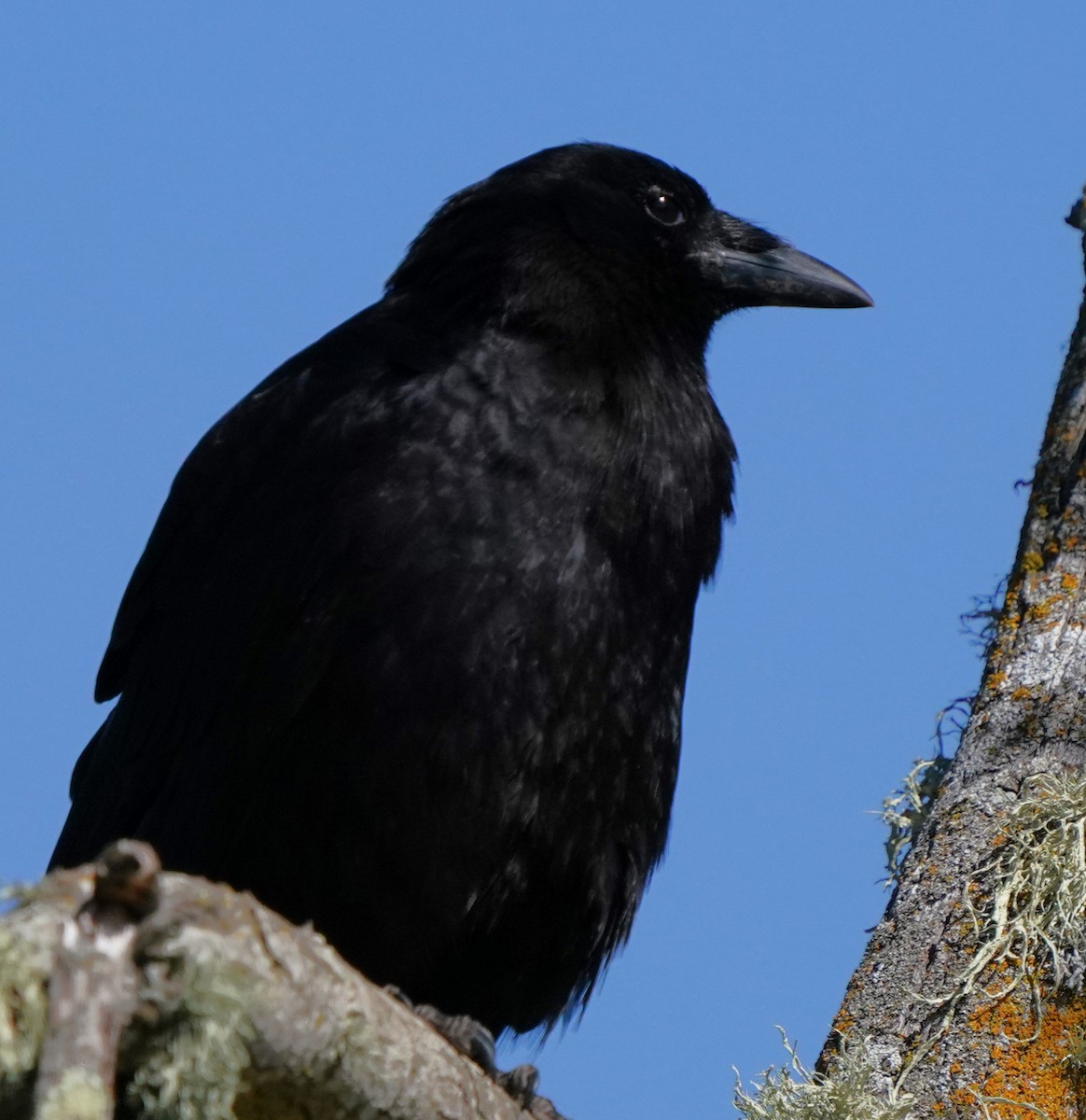 American Crow - Richard Block