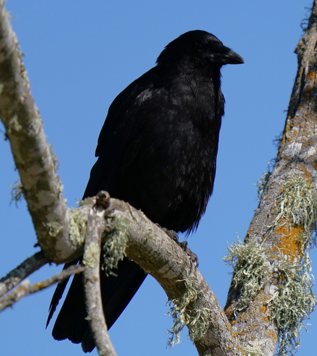 American Crow - Richard Block