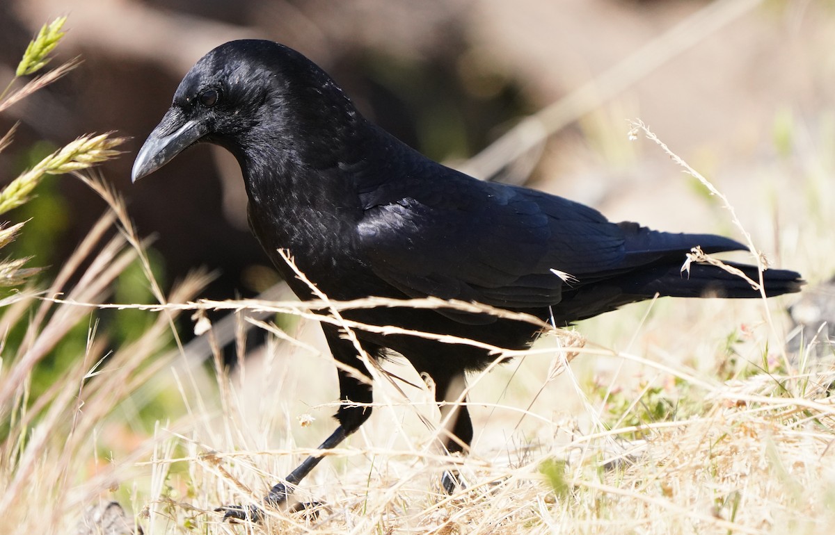 American Crow - Richard Block