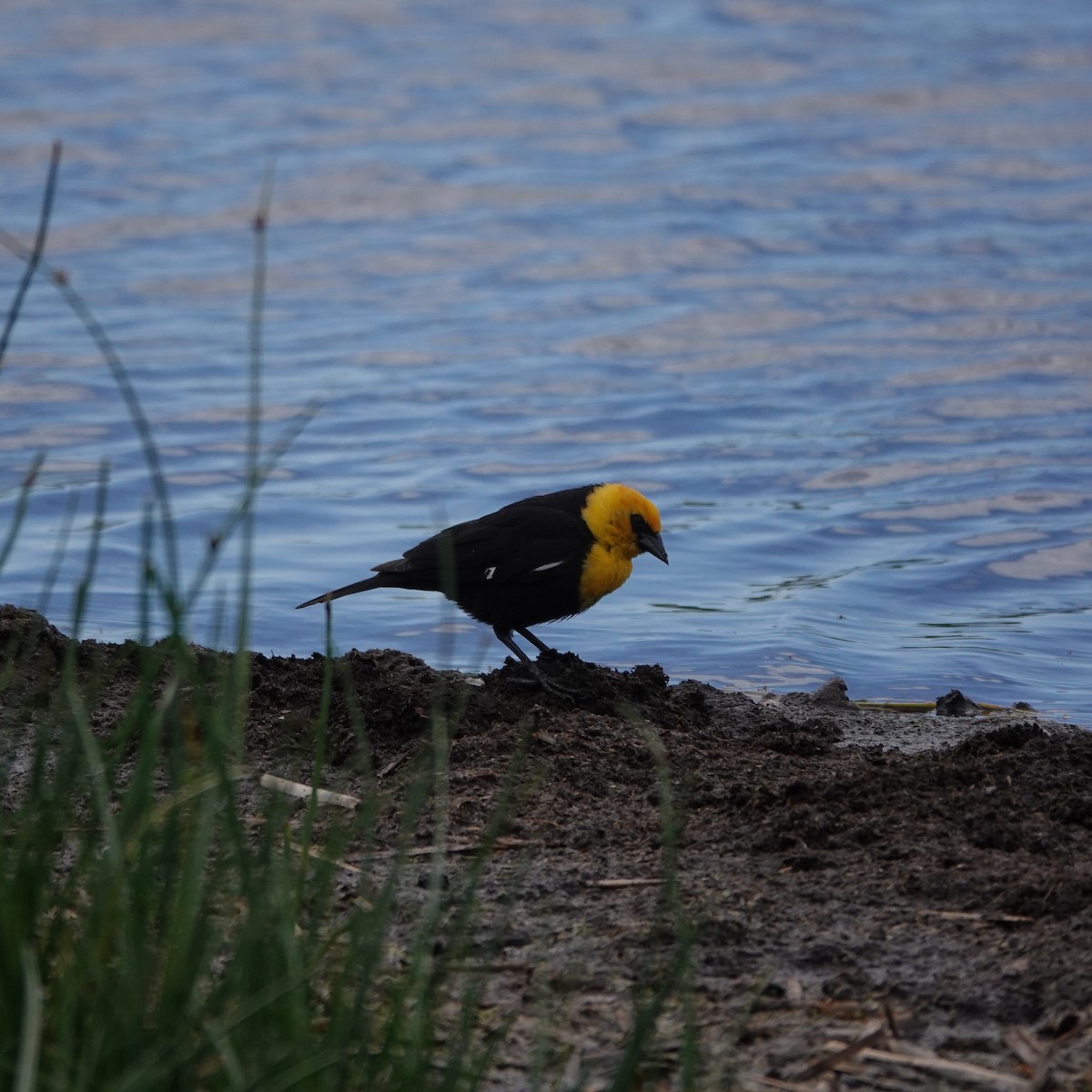 Yellow-headed Blackbird - George Ho