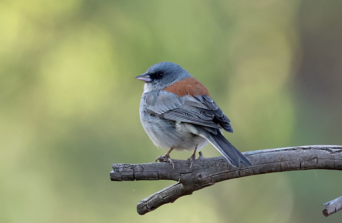 Dark-eyed Junco - Jeffrey Thomas