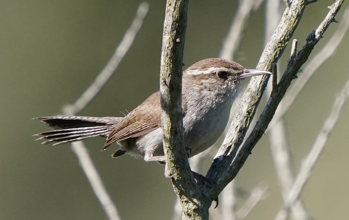 Bewick's Wren - Richard Block