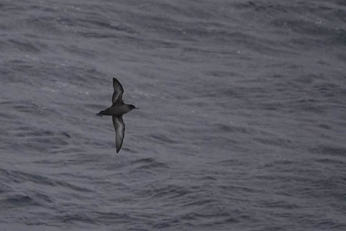 Short-tailed Shearwater - Terry Doyle