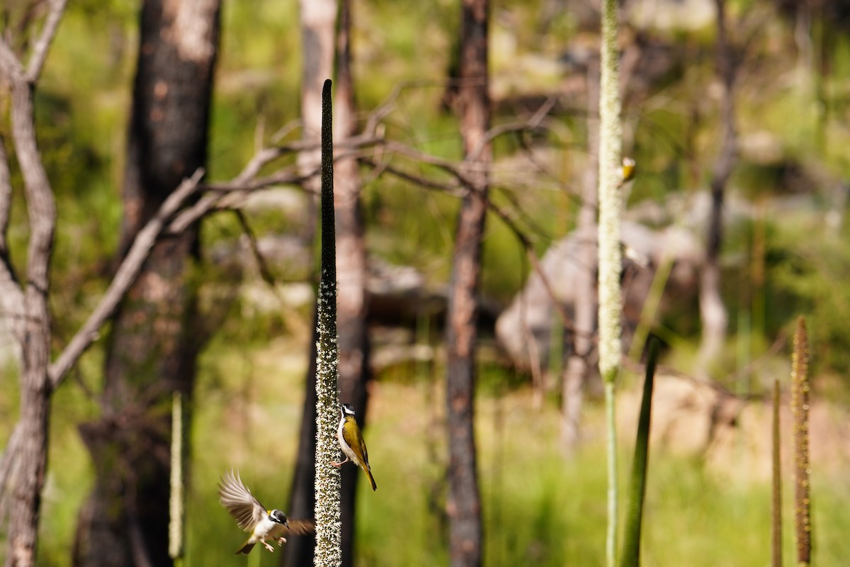 White-throated Honeyeater - ML619641572