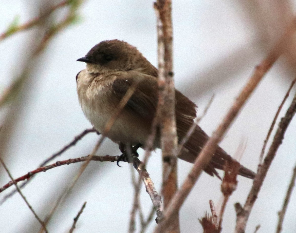 Northern Rough-winged Swallow - ML619641575