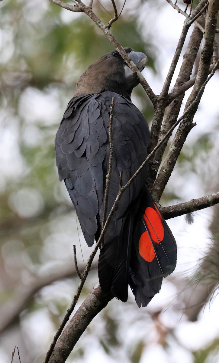 Glossy Black-Cockatoo - Tom Tarrant