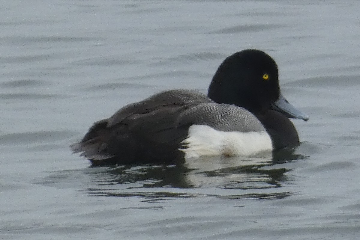 Greater Scaup - Anonymous