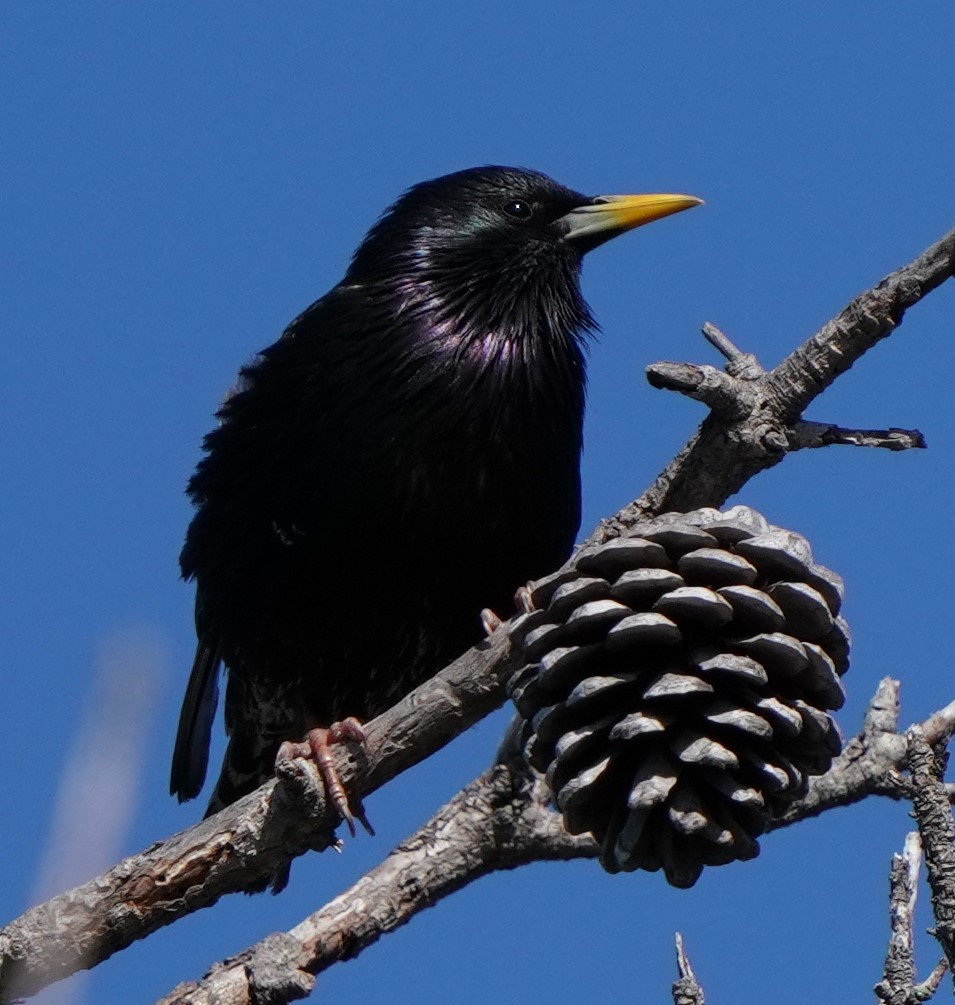 European Starling - Richard Block