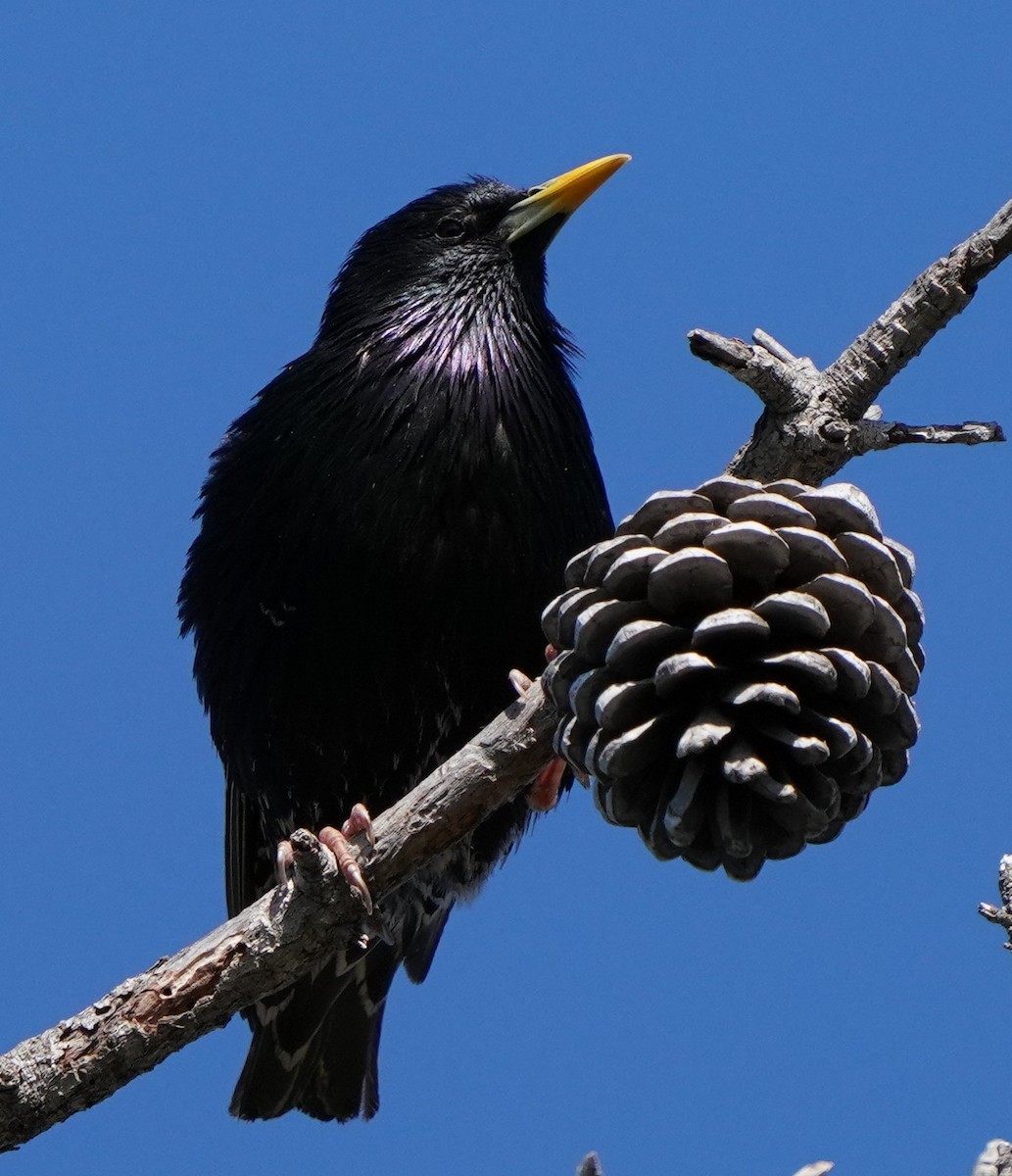 European Starling - Richard Block