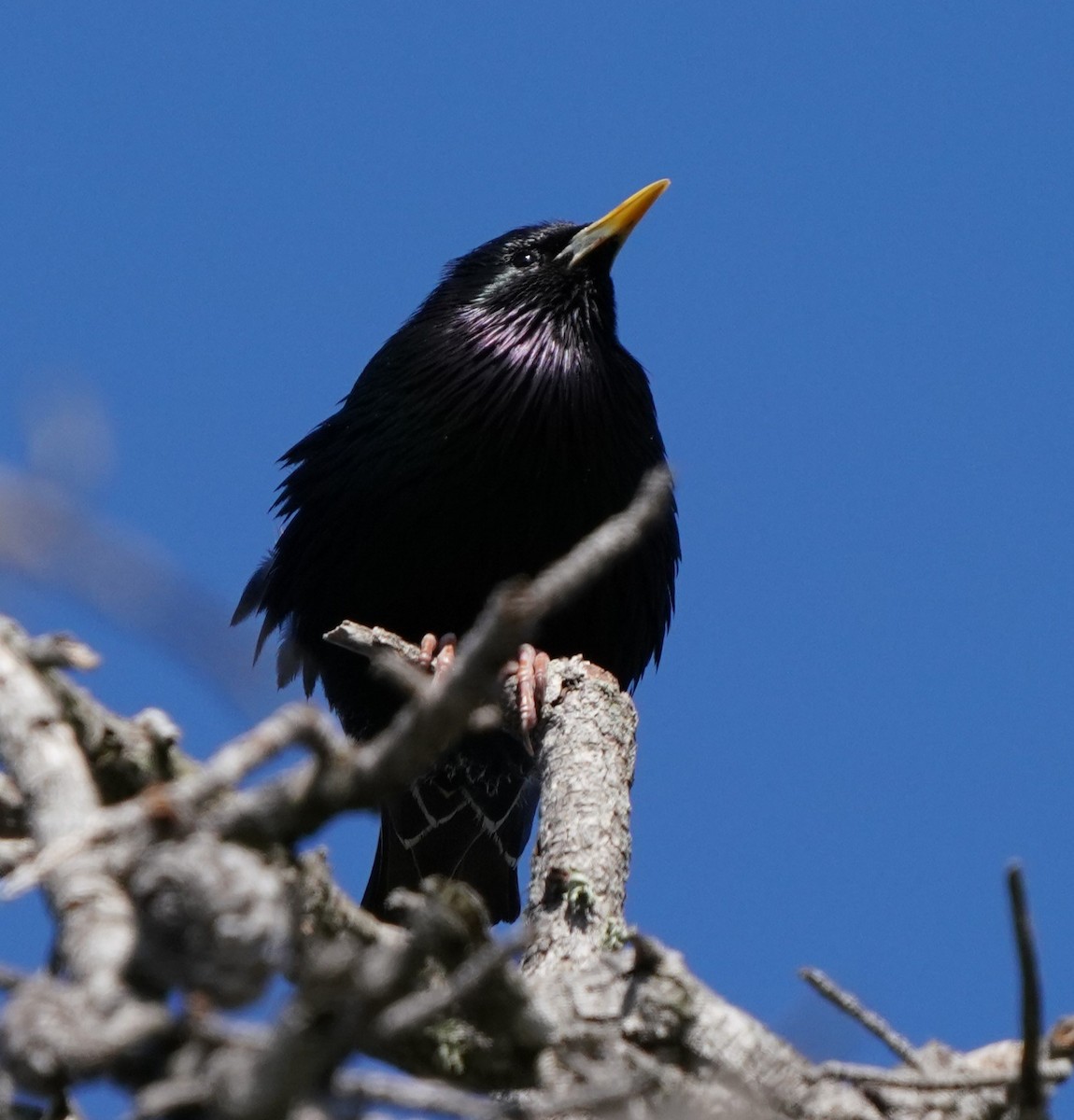 European Starling - Richard Block