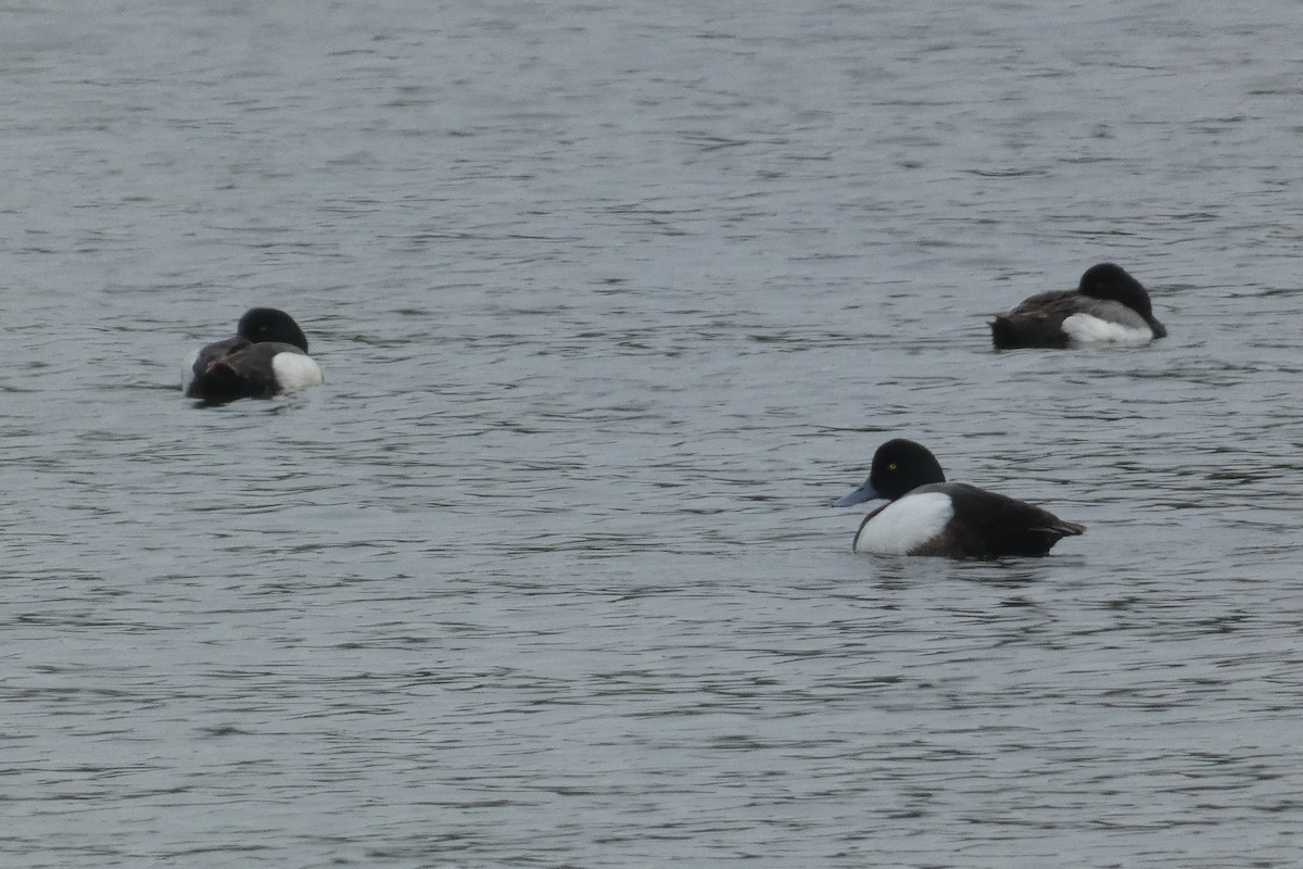 Greater Scaup - Anonymous