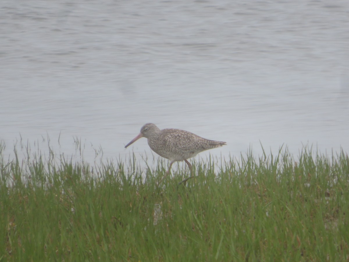 Willet - William Kuk