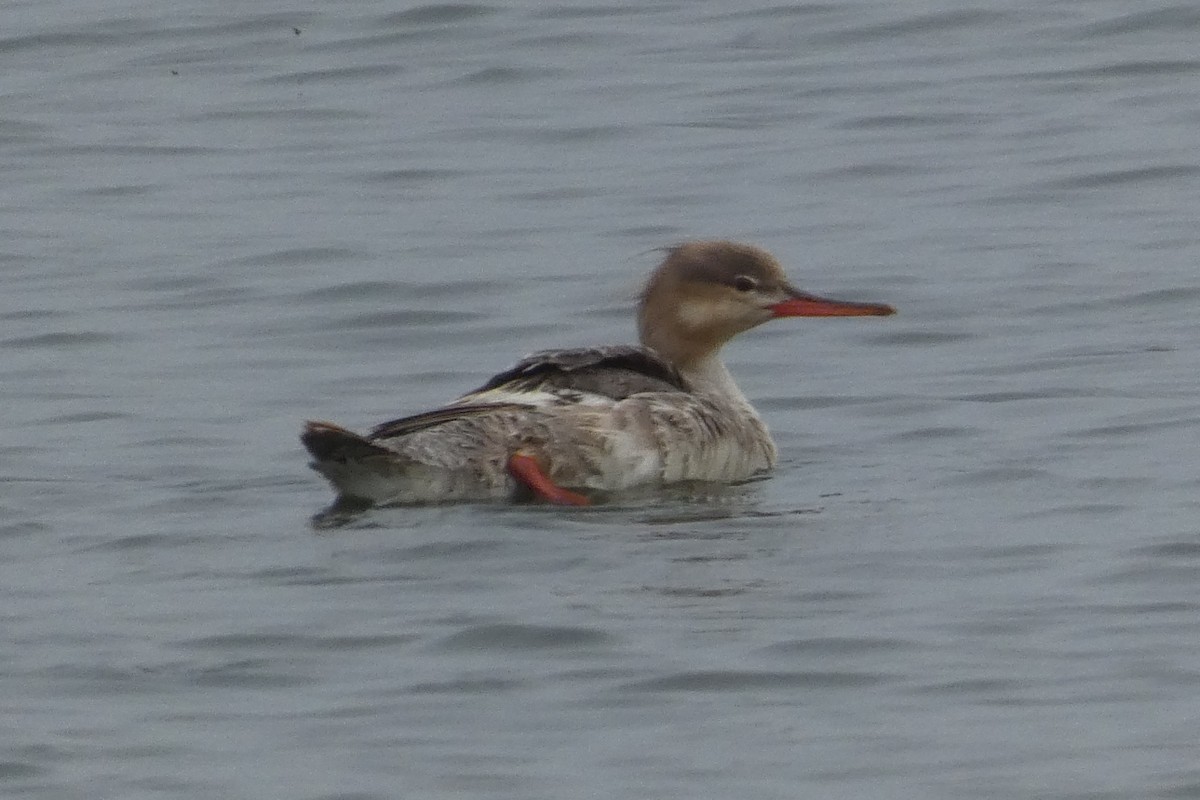 Red-breasted Merganser - Anonymous