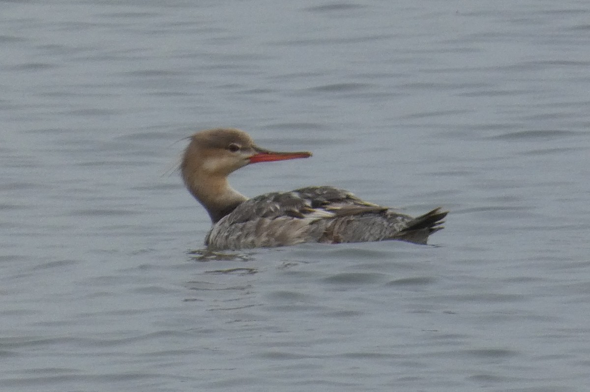 Red-breasted Merganser - Anonymous