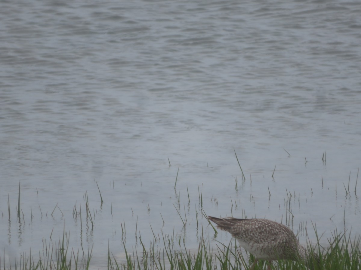 Willet - William Kuk