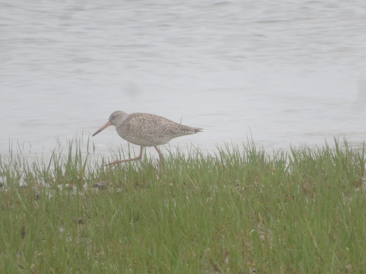 Willet - William Kuk