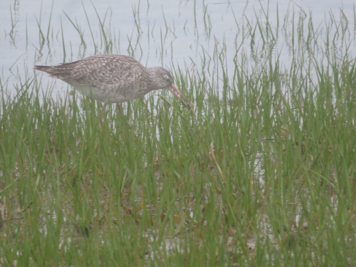 Willet - William Kuk