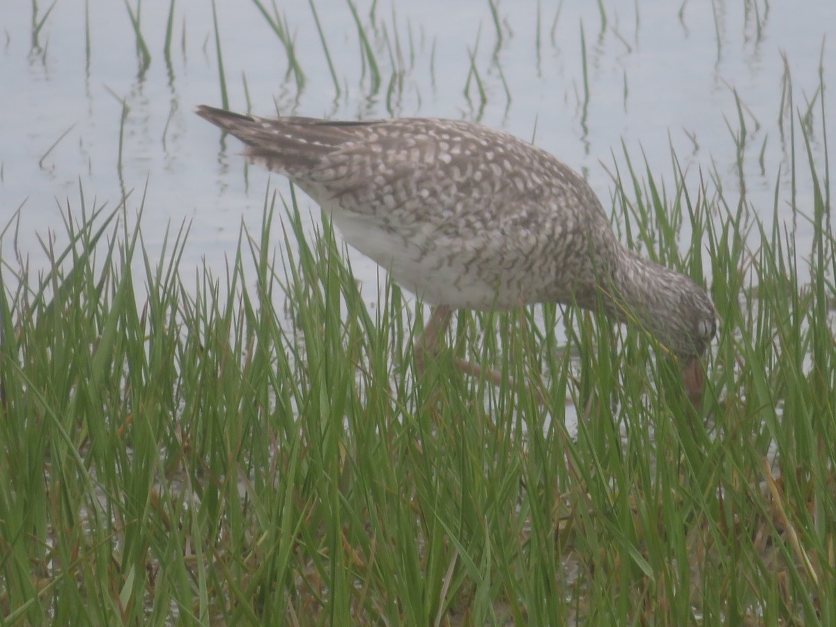 Willet - William Kuk