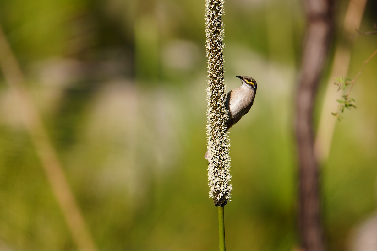 Yellow-faced Honeyeater - ML619641627