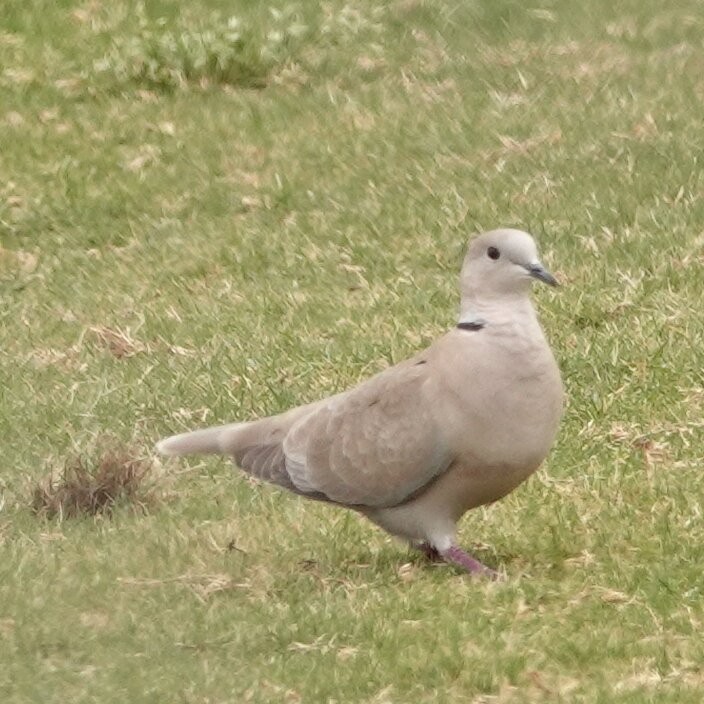 Eurasian Collared-Dove - leo wexler-mann