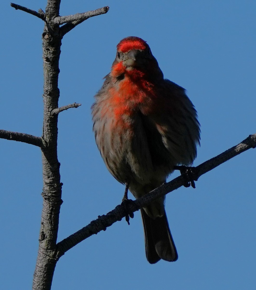 House Finch - Richard Block