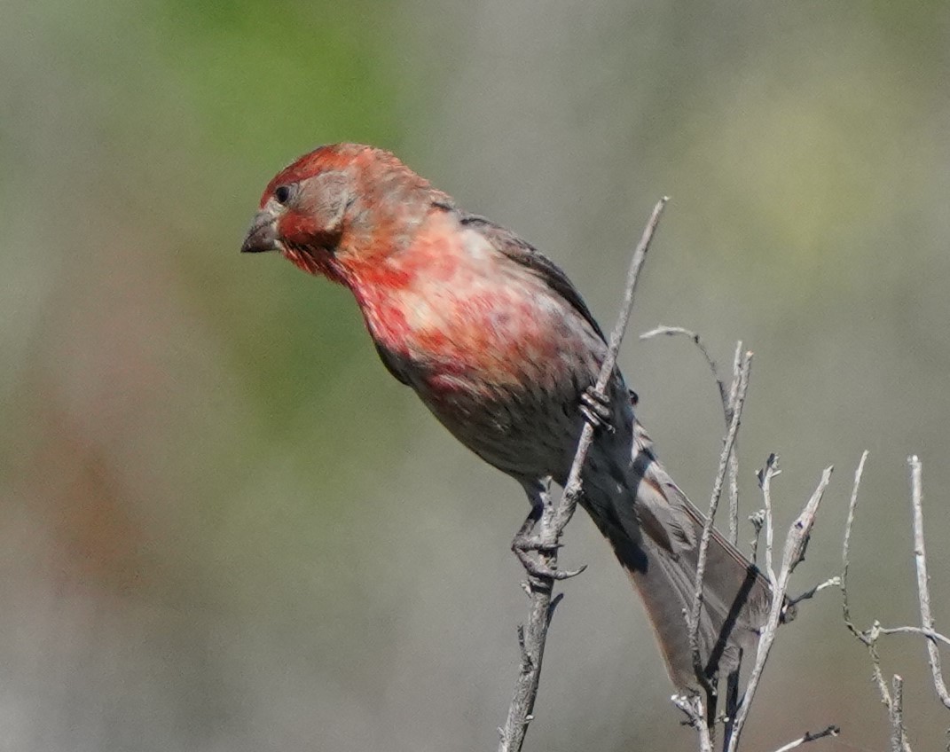 House Finch - Richard Block