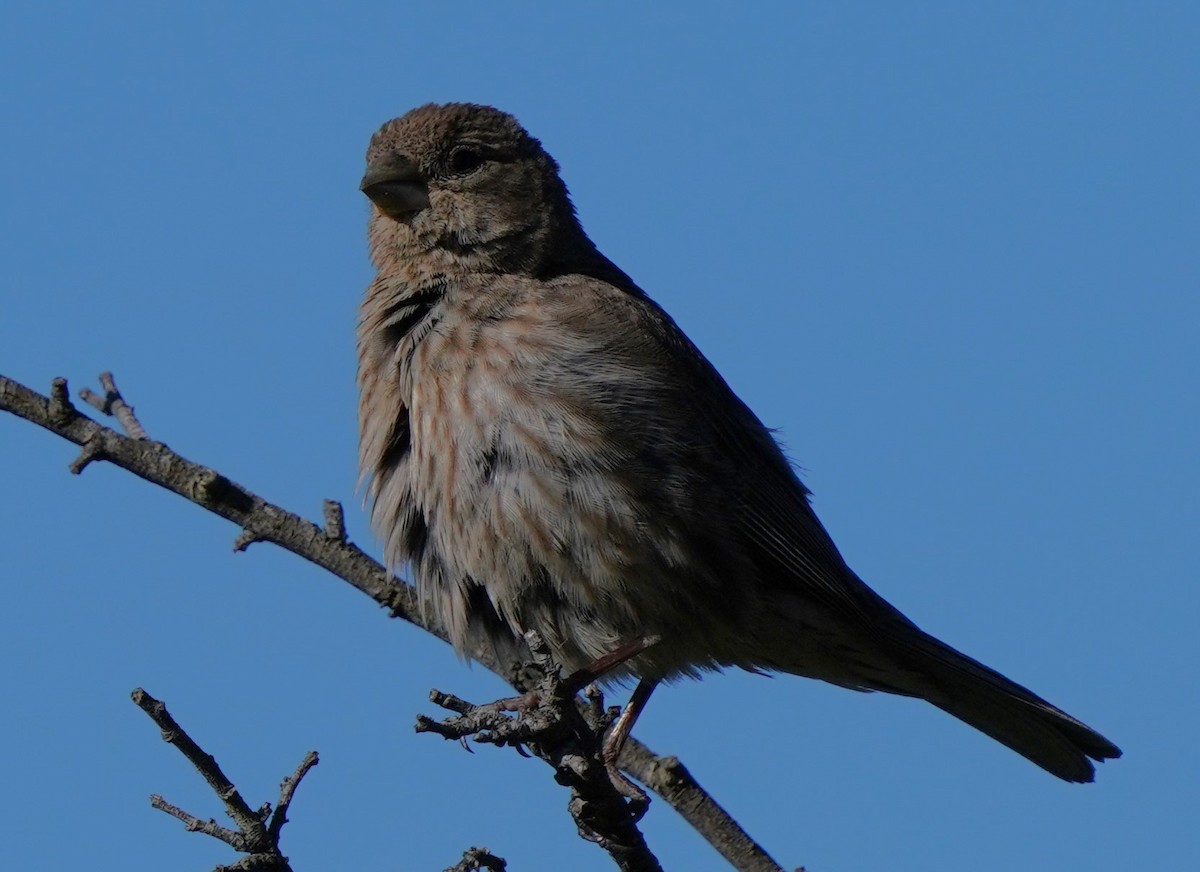 House Finch - Richard Block