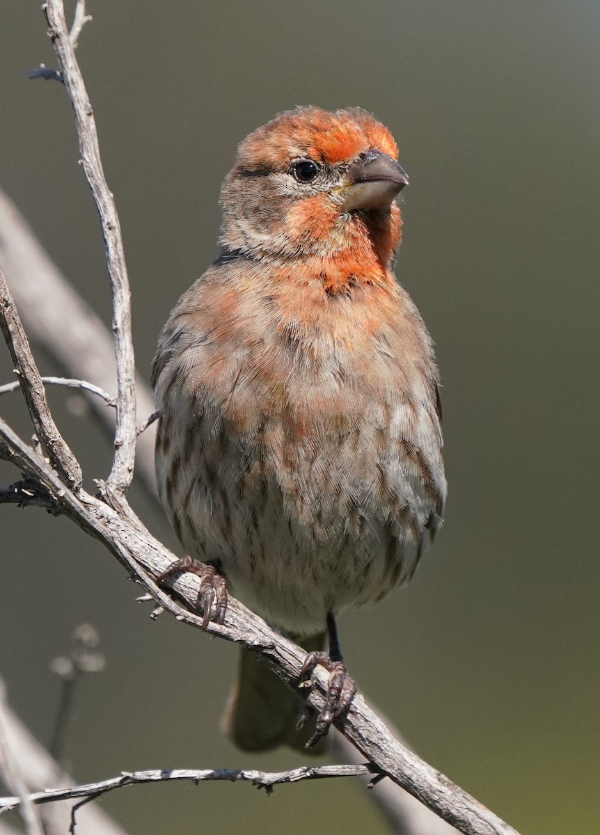 House Finch - Richard Block