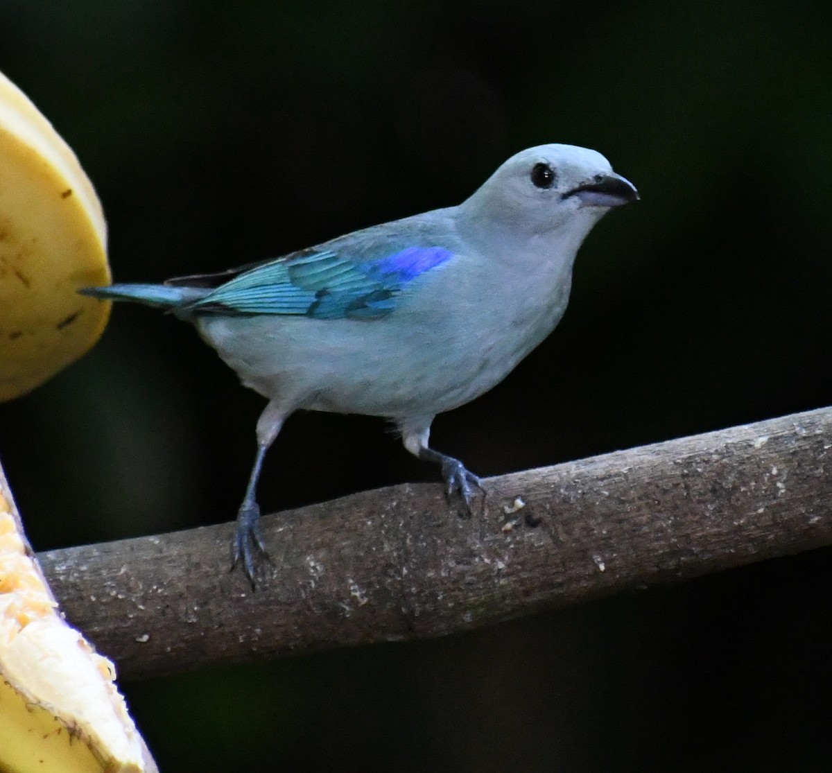 Blue-gray Tanager - Edward Clark