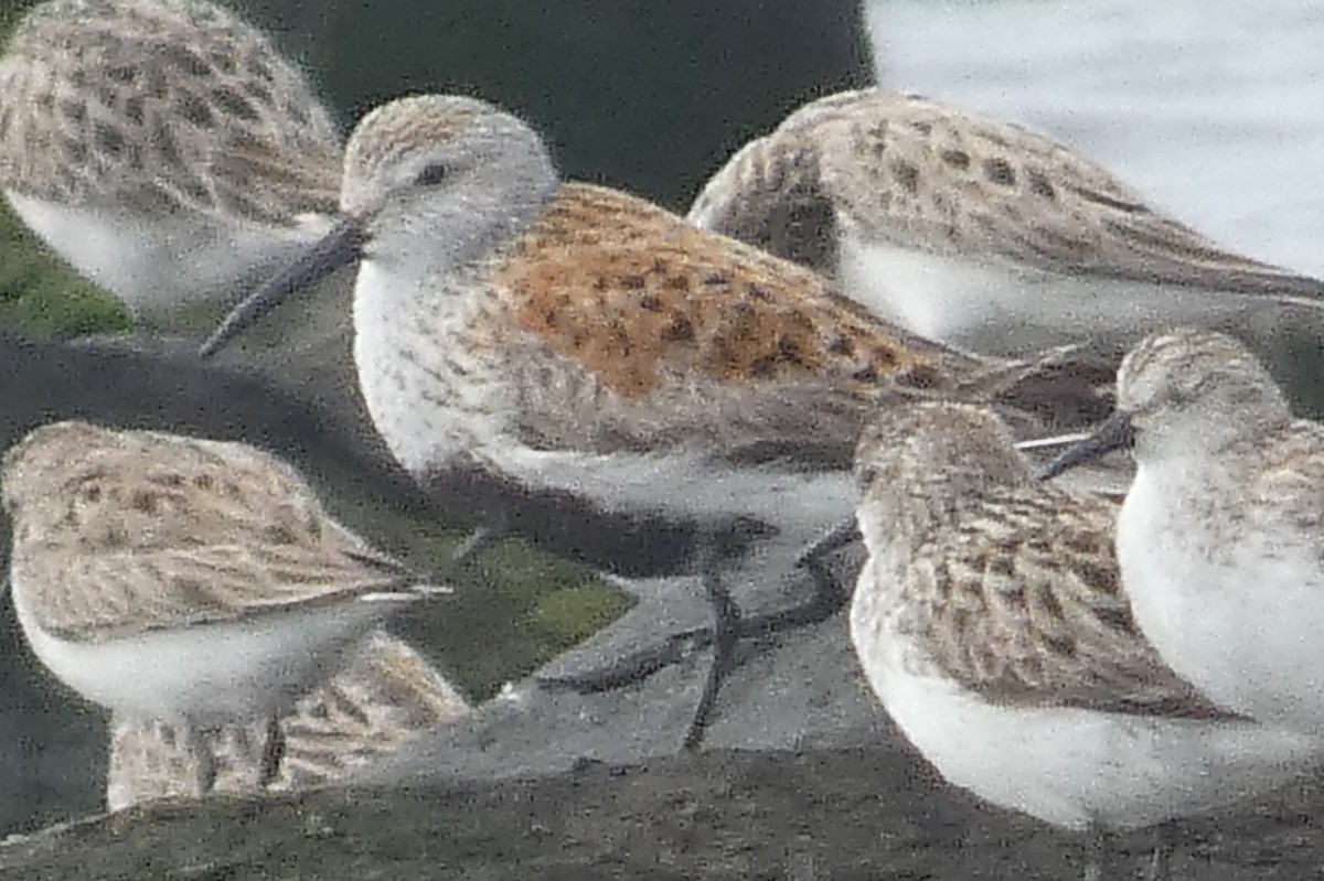 Dunlin - ML619641645