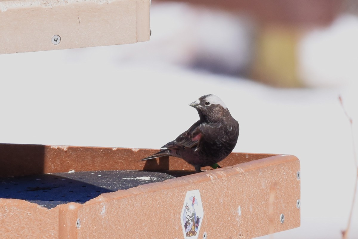 Black Rosy-Finch - Bruce Mast