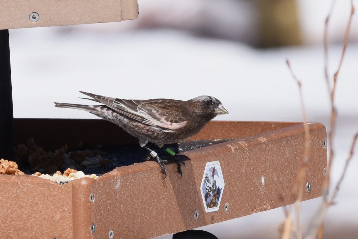 Black Rosy-Finch - Bruce Mast