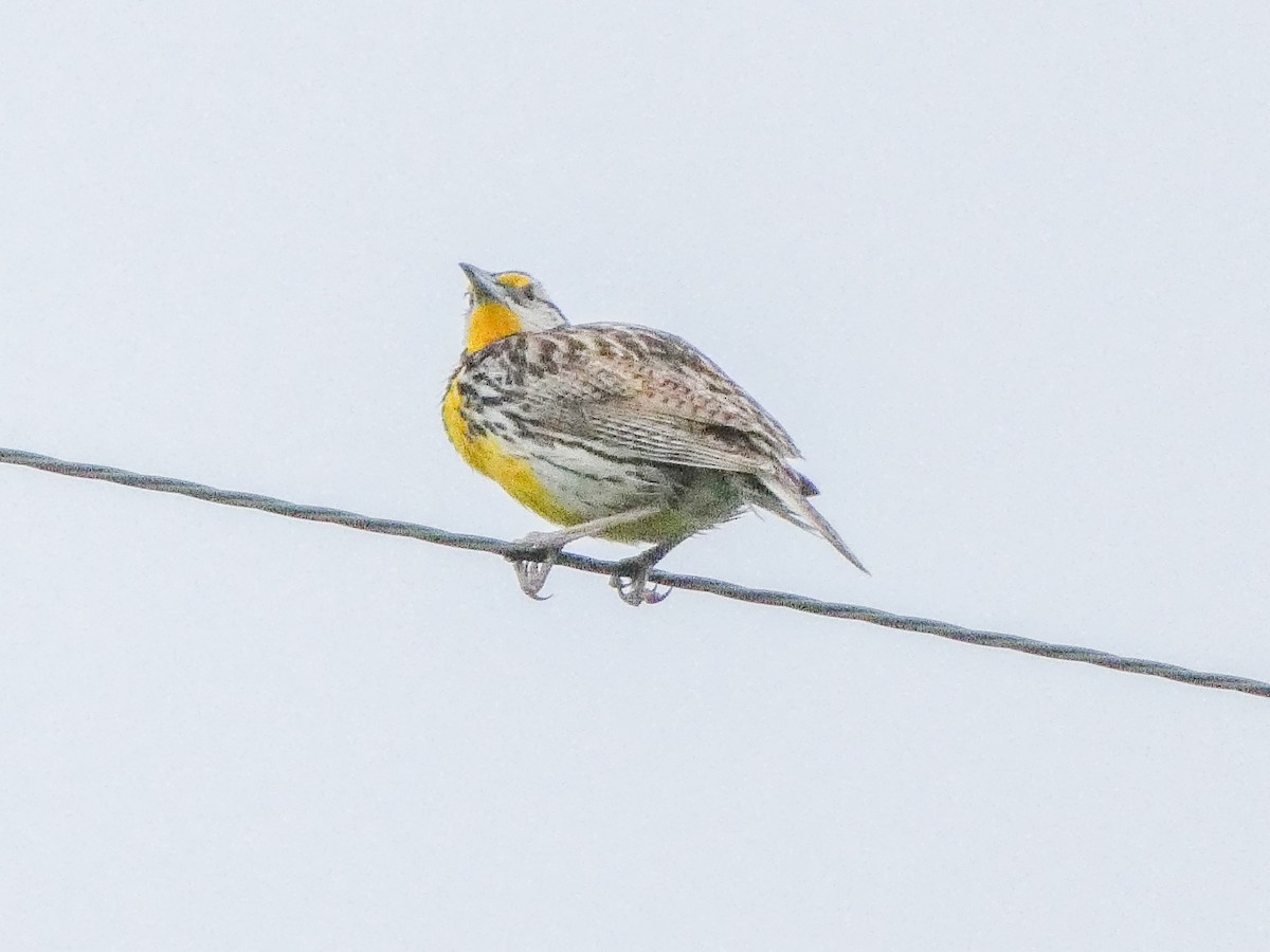 Eastern Meadowlark - Larry Morin