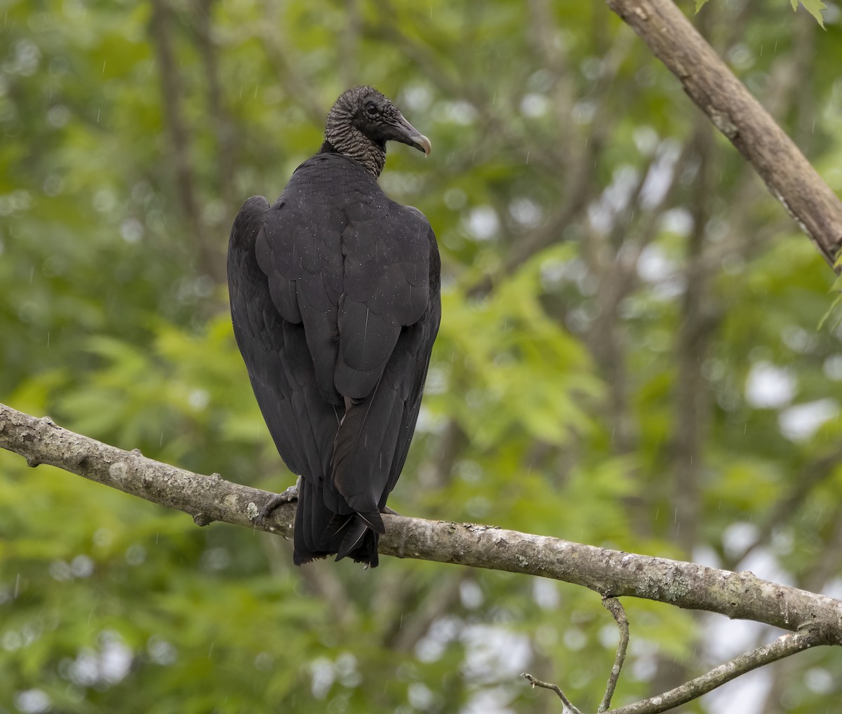 Black Vulture - ML619641662