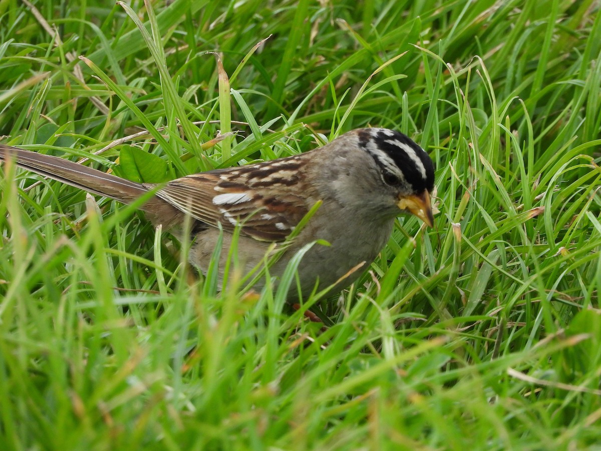 White-crowned Sparrow - X Xie