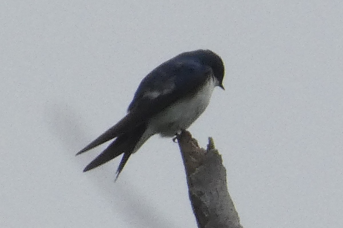 Tree Swallow - ML619641678