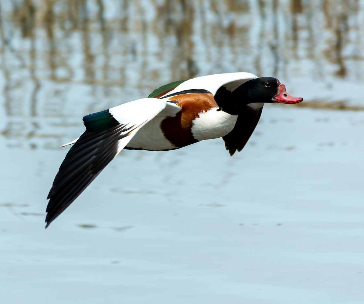 Common Shelduck - Boris Okanović