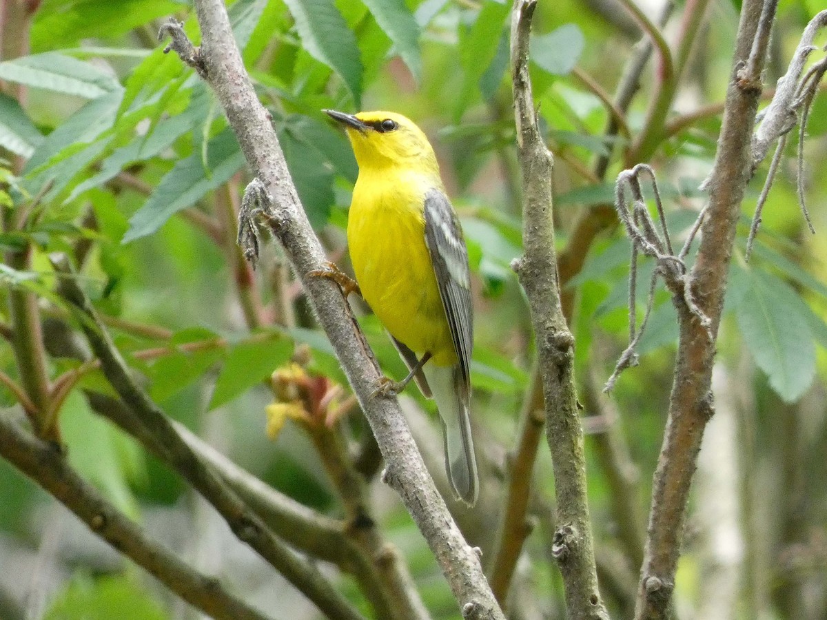 Blue-winged Warbler - Larry Morin