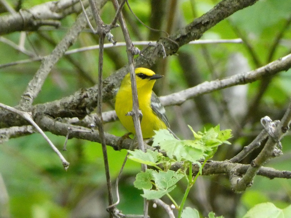 Blue-winged Warbler - Larry Morin