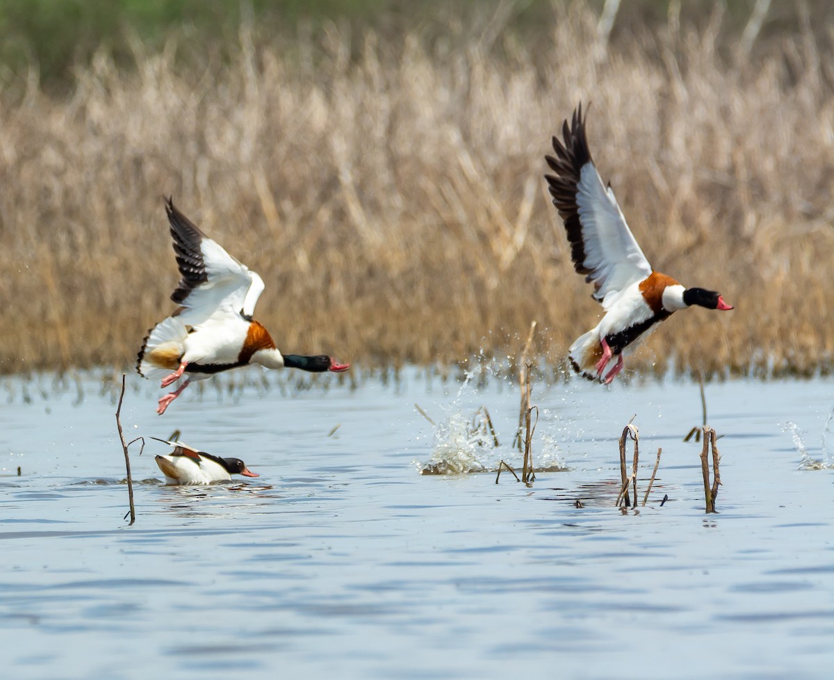 Common Shelduck - Boris Okanović