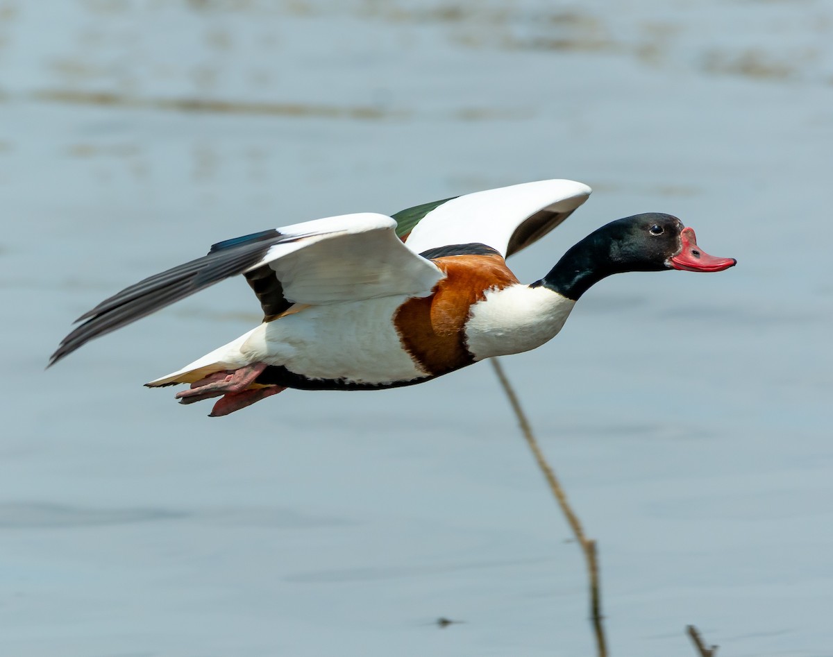 Common Shelduck - Boris Okanović