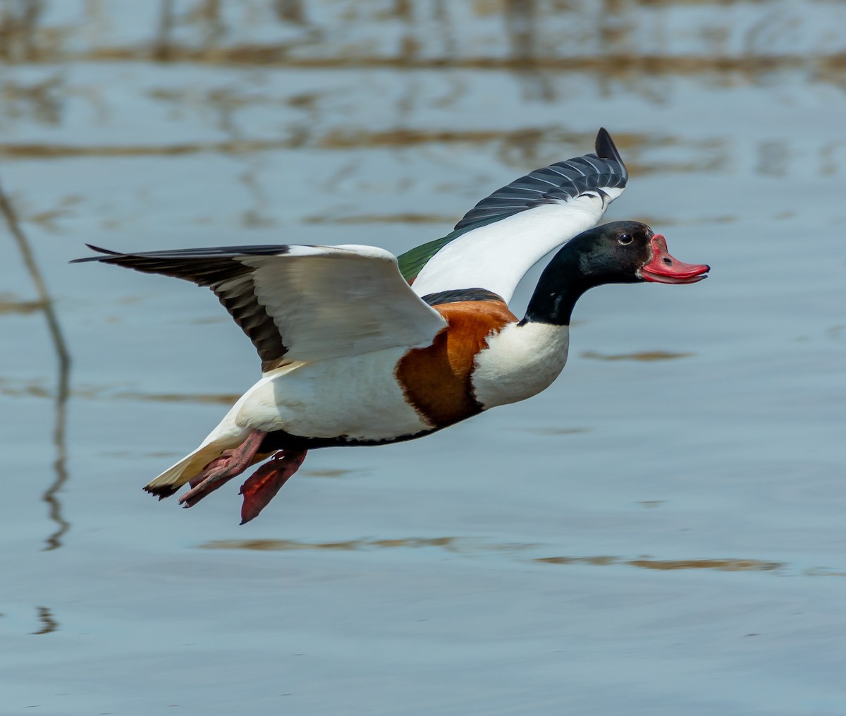 Common Shelduck - Boris Okanović