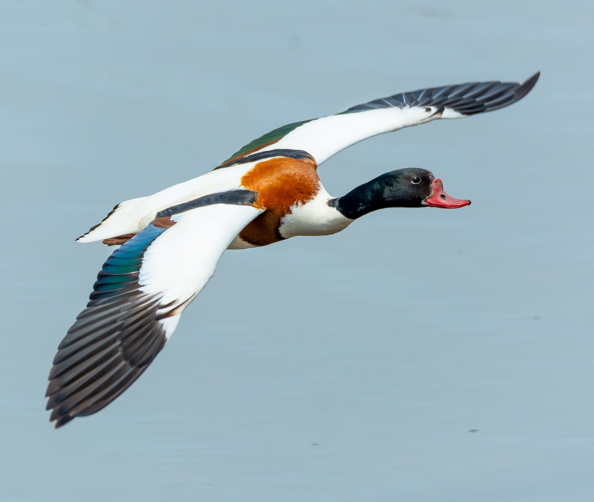 Common Shelduck - Boris Okanović