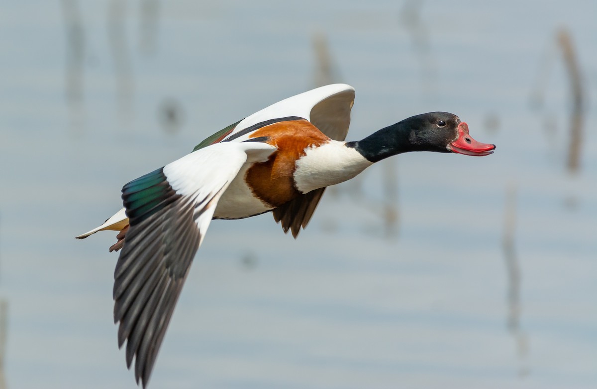 Common Shelduck - Boris Okanović