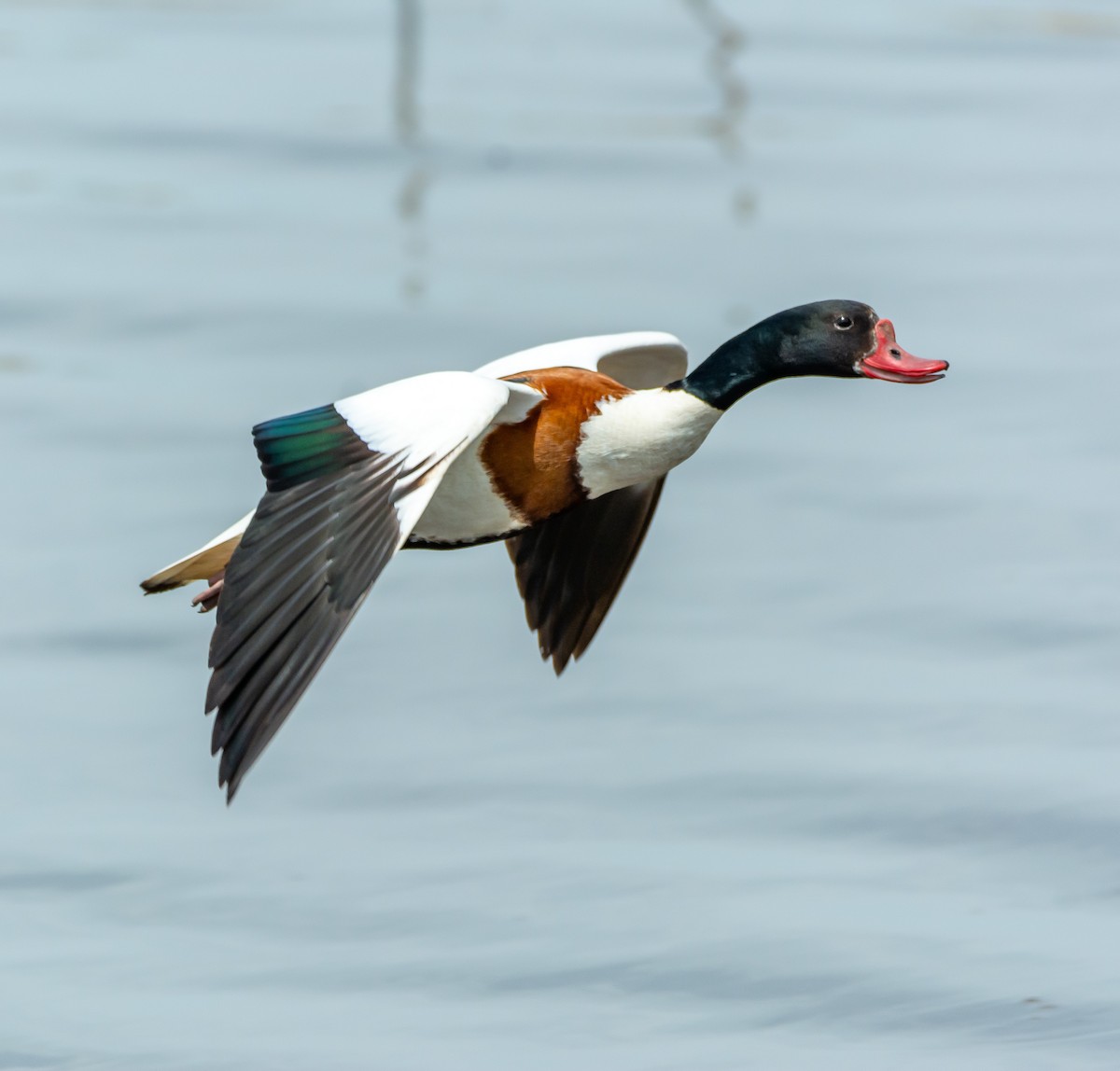 Common Shelduck - Boris Okanović