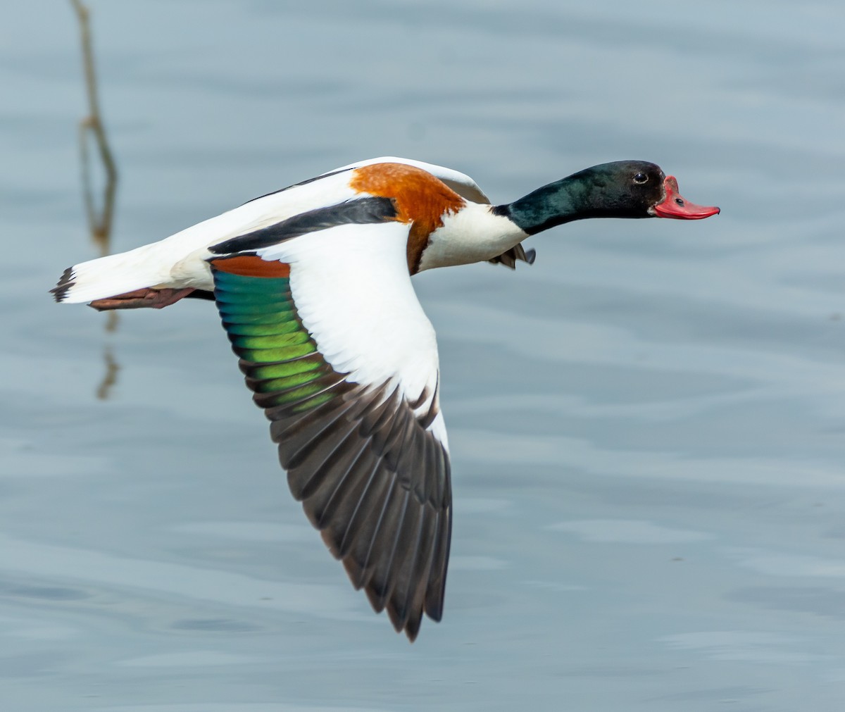 Common Shelduck - Boris Okanović