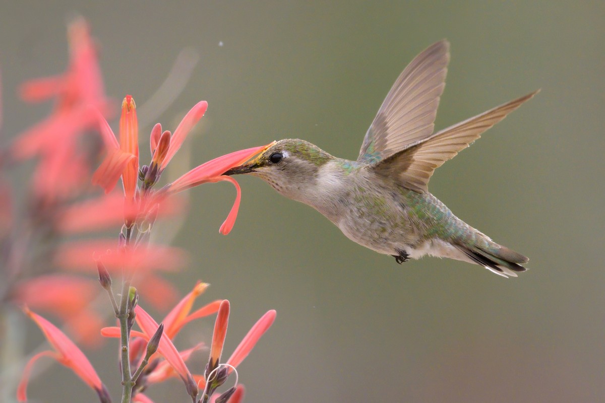 Costa's Hummingbird - Sean Crockett