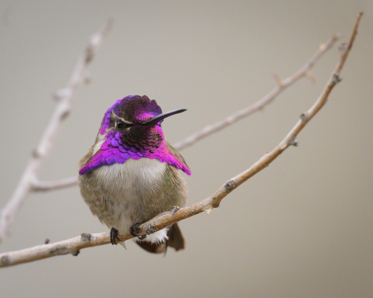 Costa's Hummingbird - Sean Crockett