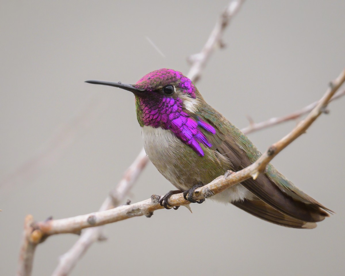 Costa's Hummingbird - Sean Crockett